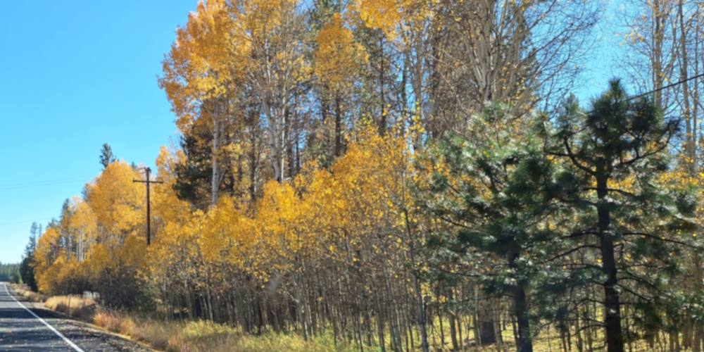 Class EudicotyledonOrder Malpighiales, Family Salicaceae