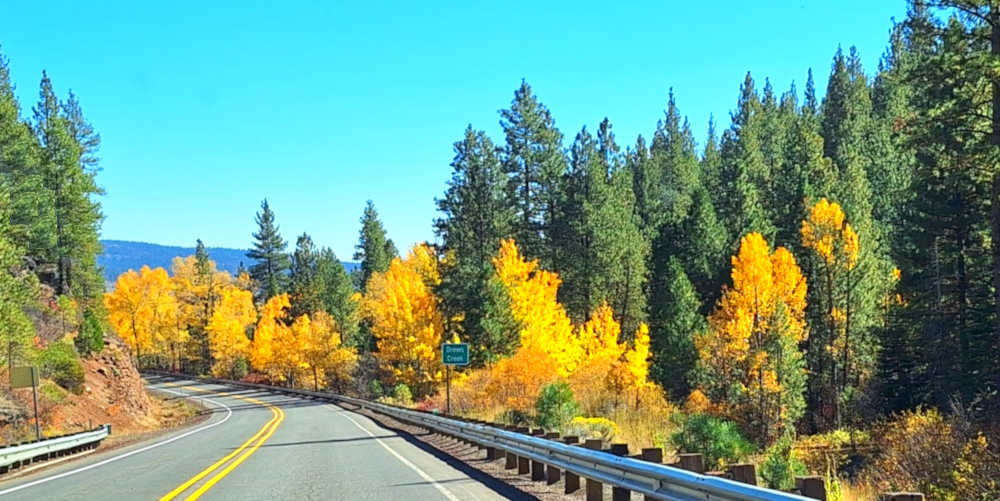 Class EudicotyledonOrder Malpighiales, Family Salicaceae