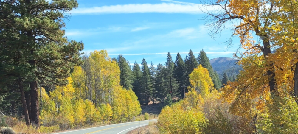 Class EudicotyledonOrder Malpighiales, Family Salicaceae