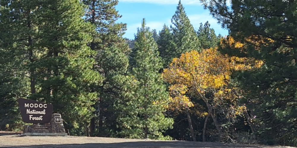 Class EudicotyledonOrder Malpighiales, Family Salicaceae