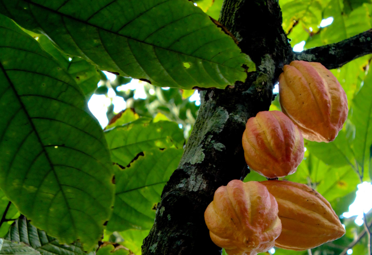 Class EudicotyledonOrder Malvales