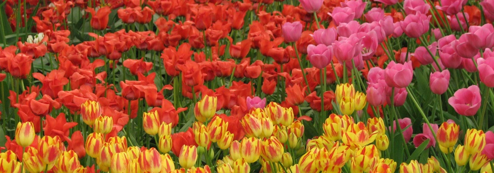 Phylum AngiospermClass Monocotyledonae 