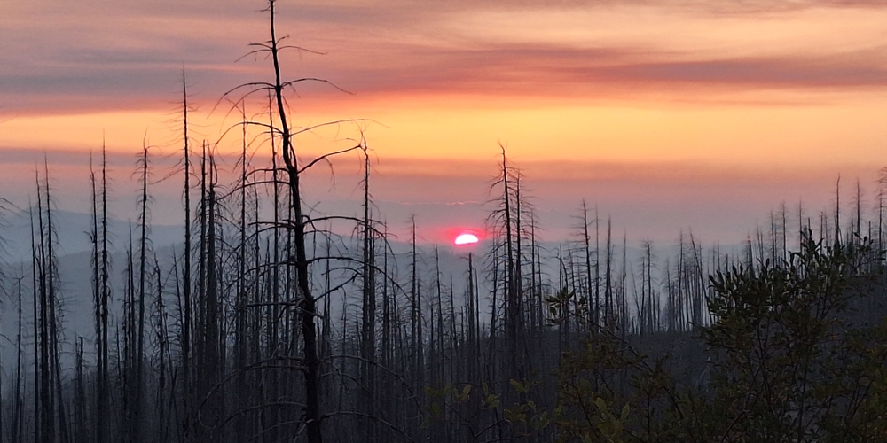 The ThreesWashington: The Deer Creek Forest Camp National Forest