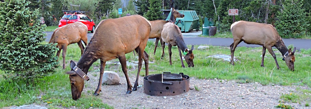 A Way&fnof;arers CampsitesRocky Mountains National Park