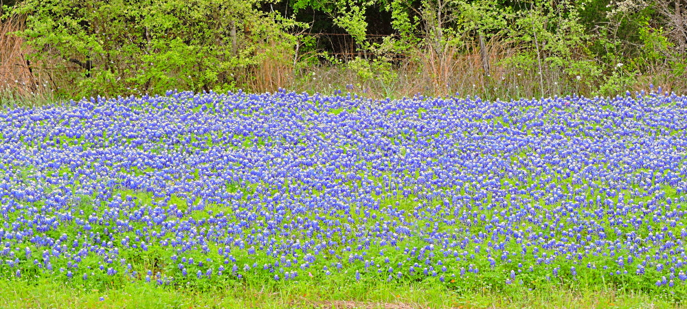 The FoursBastrop Campground