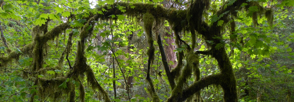 The FoursThe Forest in Olympic National Park