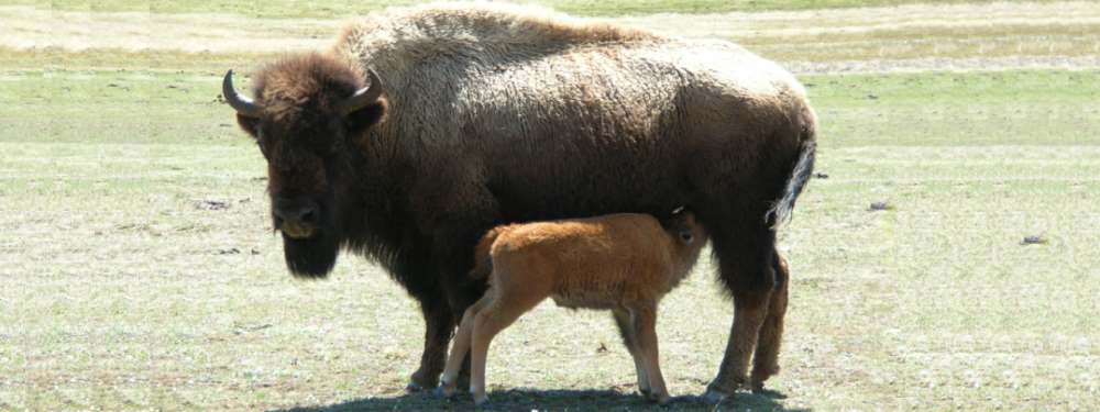 A Way&fnof;arers CampsitesYellowstone National Park