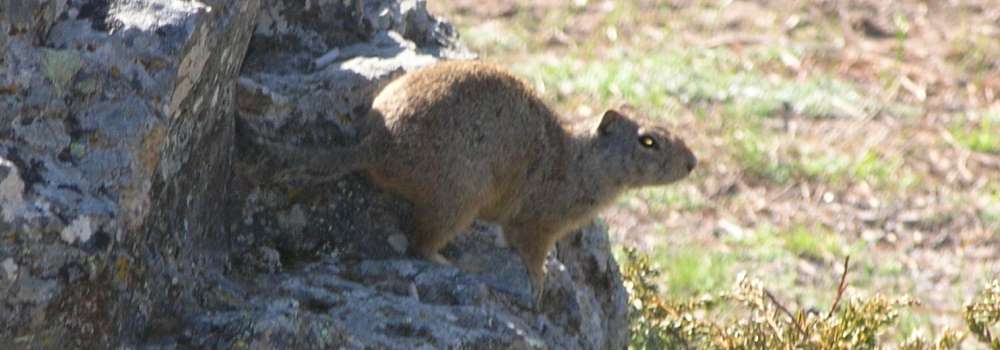 A Way&fnof;arers CampsitesYellowstone National Park