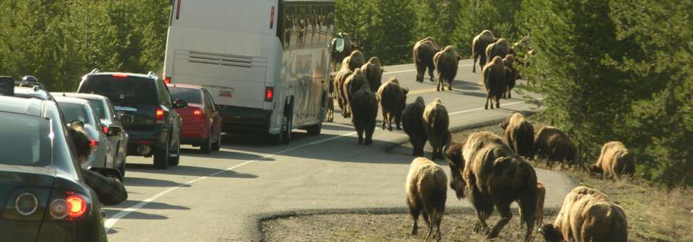 A Way&fnof;arers CampsitesYellowstone National Park