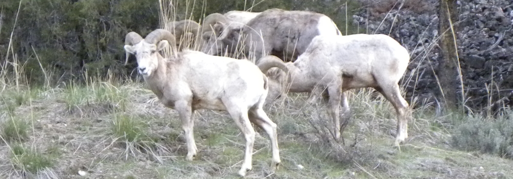 A Way&fnof;arers CampsitesYellowstone National Park