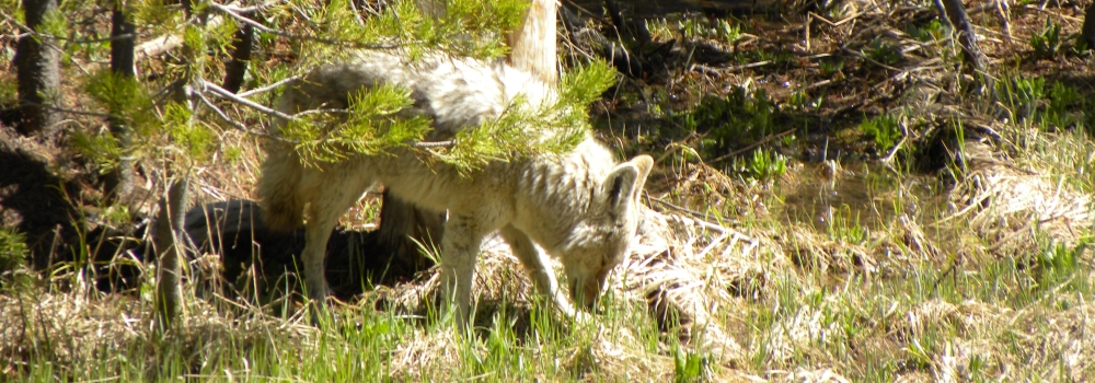 A Way&fnof;arers CampsitesYellowstone National Park