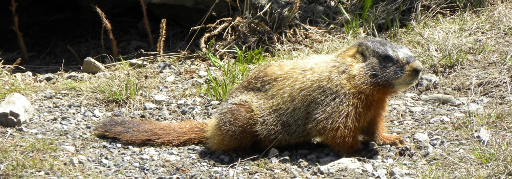 A Way&fnof;arers CampsitesYellowstone National Park