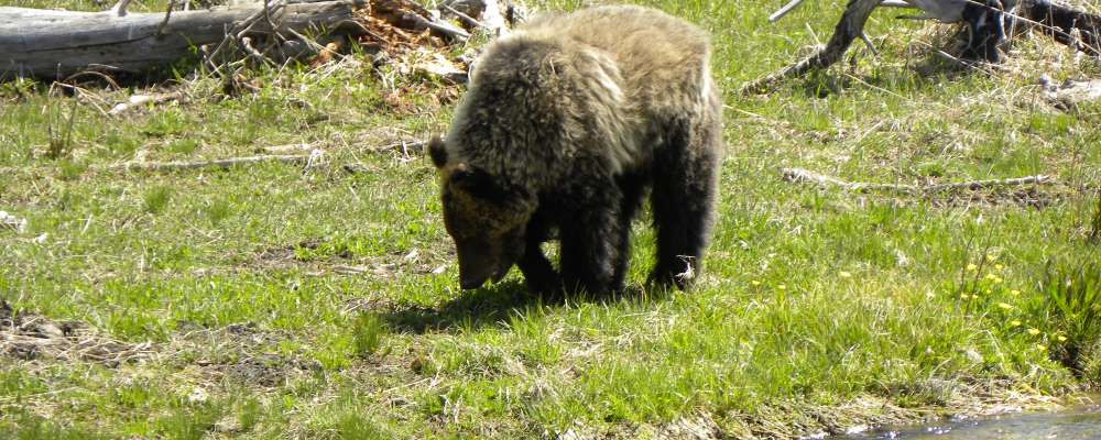 A Way&fnof;arers CampsitesYellowstone National Park