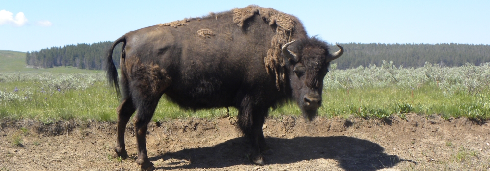 A Way&fnof;arers CampsitesYellowstone National Park