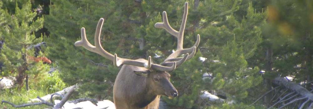 A Way&fnof;arers CampsitesYellowstone National Park