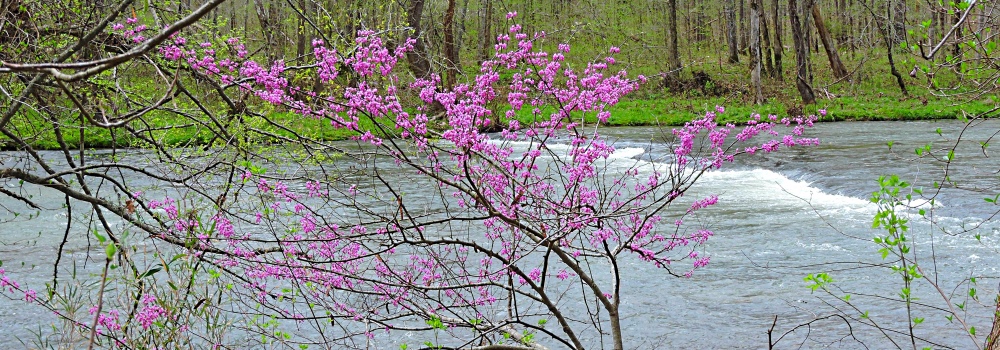 The Buffalo River Fordnear Meriwether Lewis Campsite