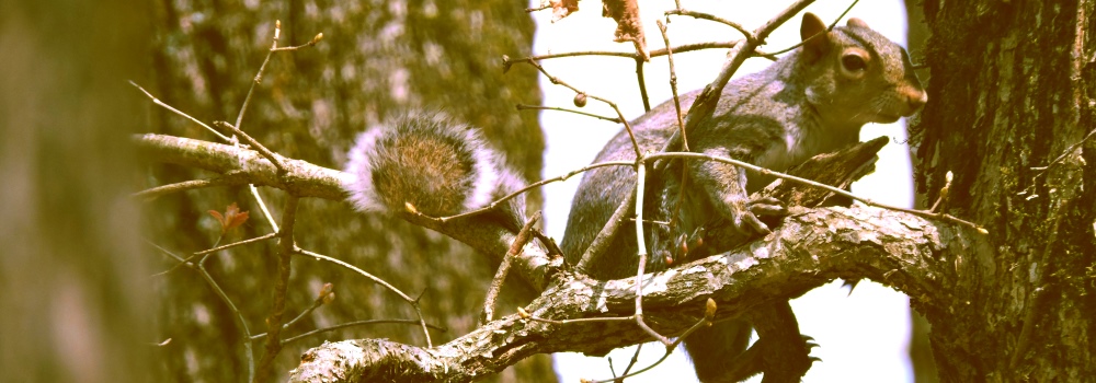 Animals atMeriwether Lewis Campsite