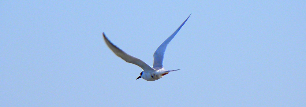 Birding at theGoose Island State Park