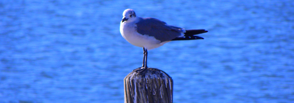 Birding at theGoose Island State Park