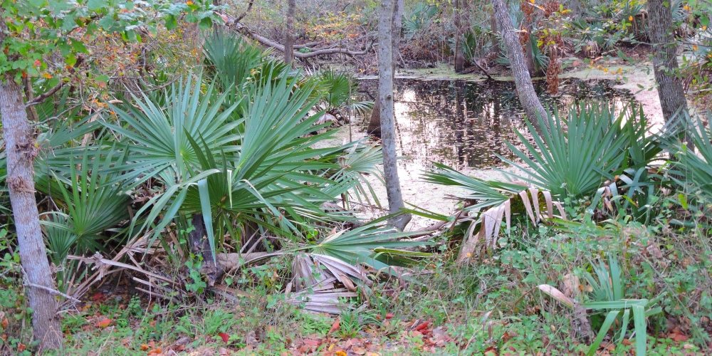 Dwarf Palmetto atOttine Swamp in State Park