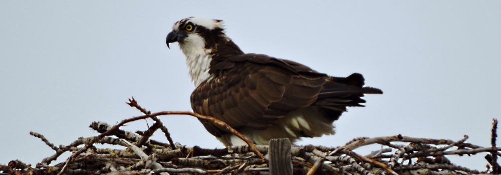 Osprey on Nest atClyde Holiday State Park Campground