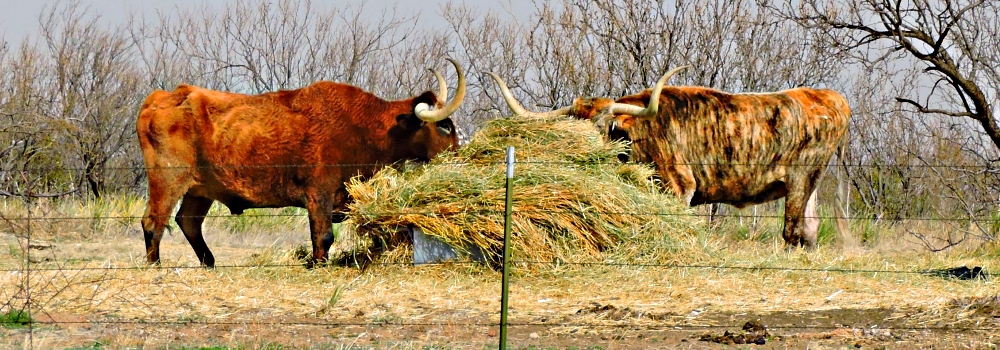 The SevensPalo Duro State Park Campground