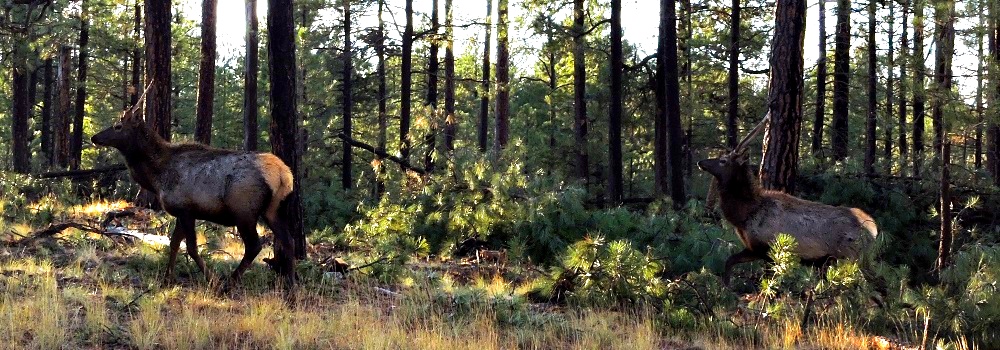 Mogollon Rim Recreationa Area
