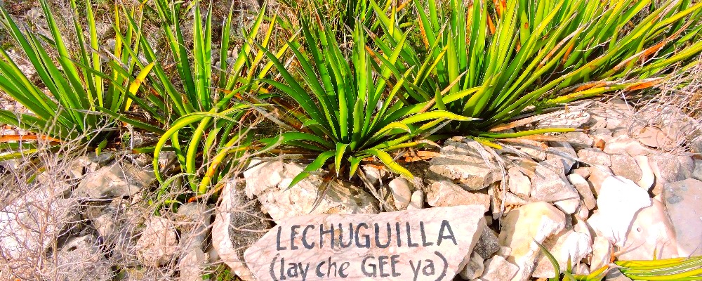 Lechuguilla