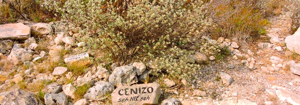 Cenizo
