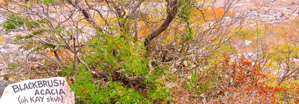 Blackbrush Acacia