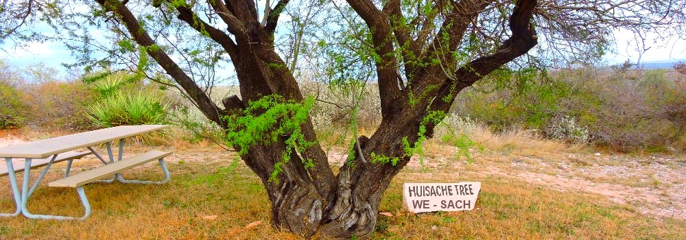 Huisache Tree