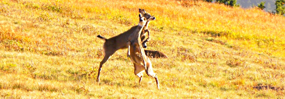 Olympic National Park