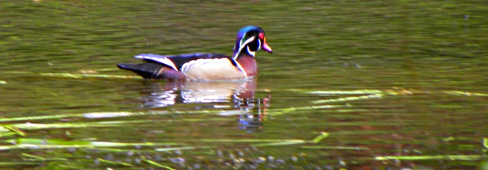 Water foul in the park