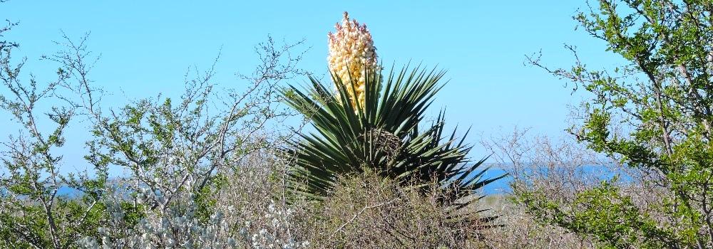 Cactus blooms at Falcon