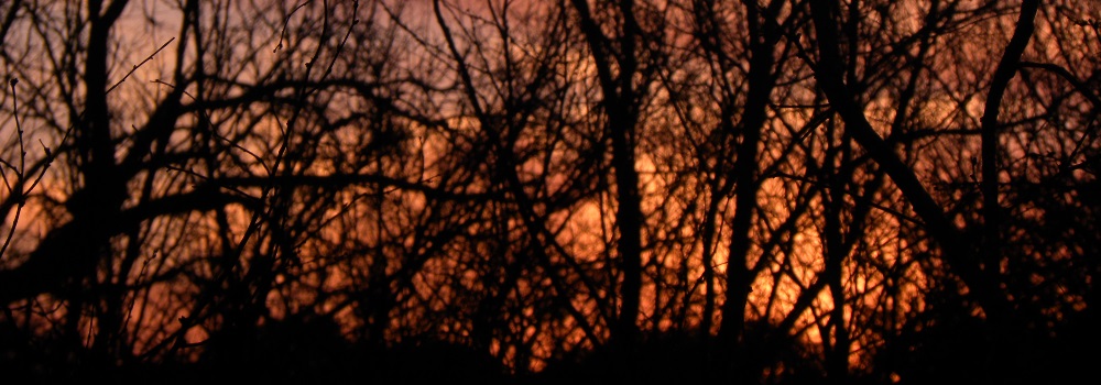 The Sunglow through Bramblesat Perdernales Falls State Park