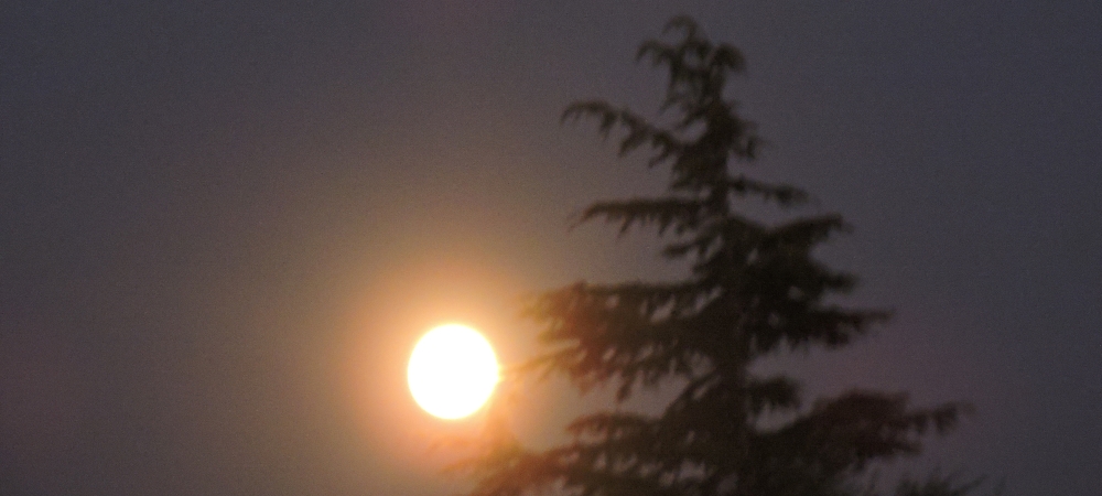 The Hunters Moon, NNN PARK, SSS