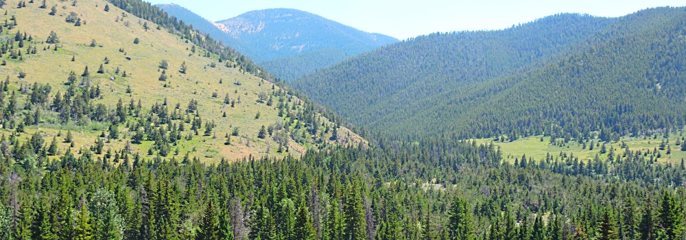 The Woodlands PathChanging to Evergreen
