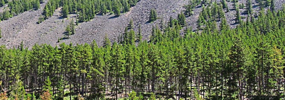 Beartooth HighwayThe Evergreen Path