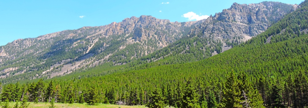 Beartooth HighwayThe Evergreen Path