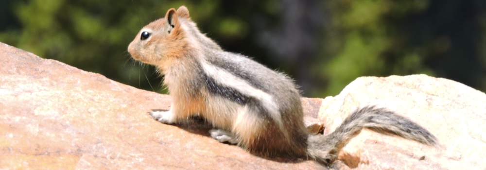 Beartooth HighwayThe Evergreen Path