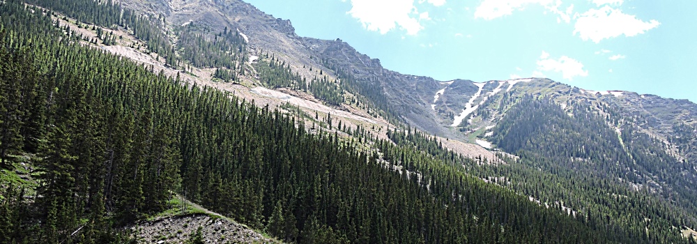 Beartooth HighwayDark Green Forest
