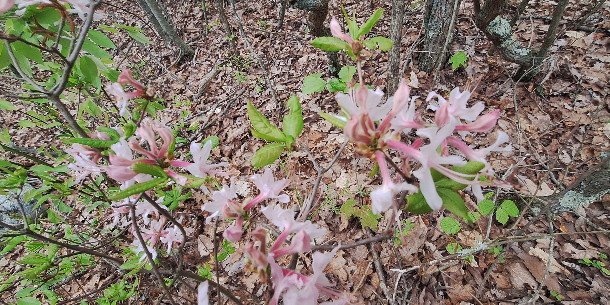 The Appalachian Trailin New Jersey