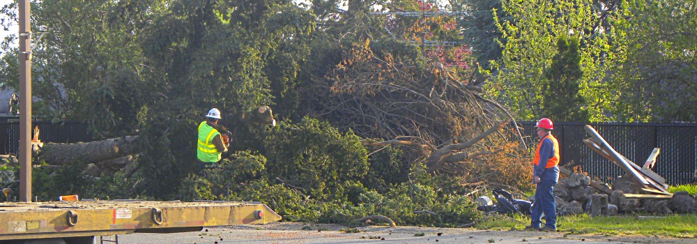 The Large Treesare all Felled